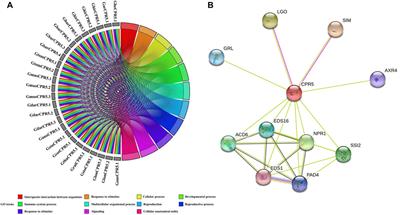 Genome-Wide Identification and Characterization of CPR5 Genes in Gossypium Reveals Their Potential Role in Trichome Development